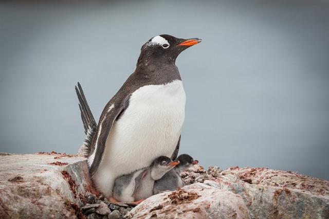 105 Antarctica, Petermann Island.jpg